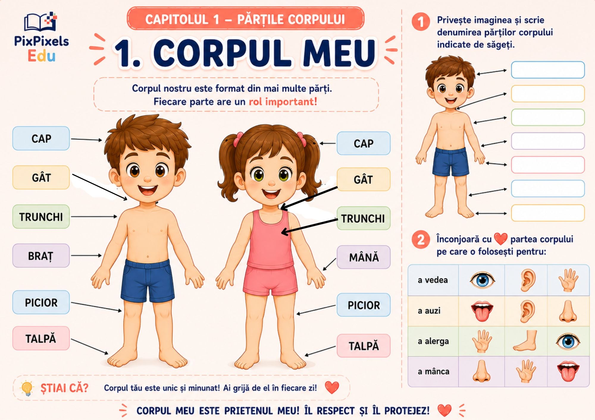 Descoperă corpul uman